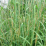 Andropogon gerardii.png